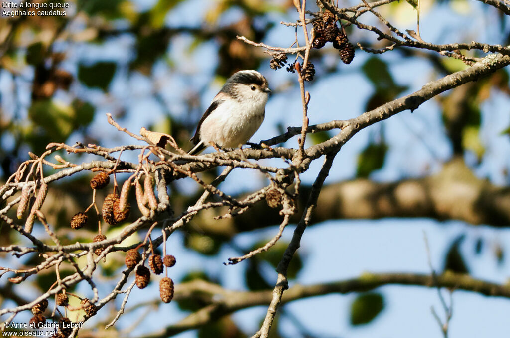 Long-tailed Tit