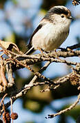 Long-tailed Tit