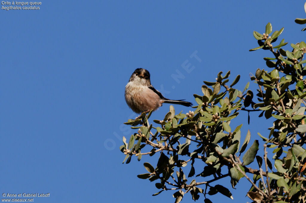 Long-tailed Tit