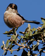 Long-tailed Tit