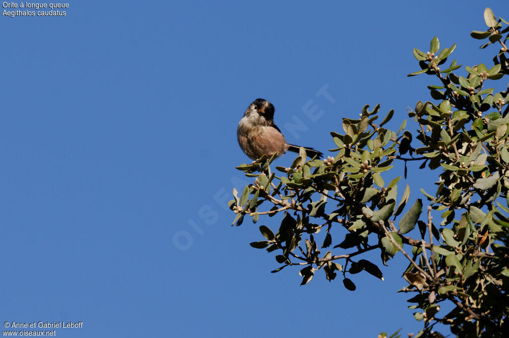 Long-tailed Tit