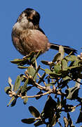 Long-tailed Tit