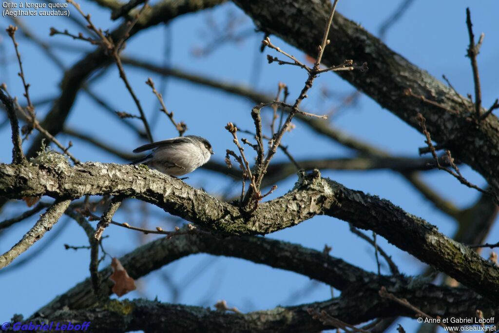 Long-tailed Tit