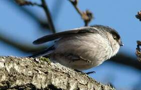 Long-tailed Tit