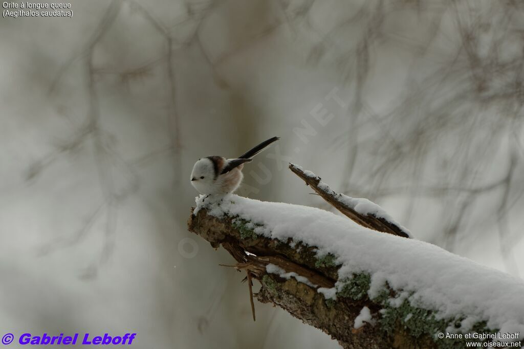 Long-tailed Tit