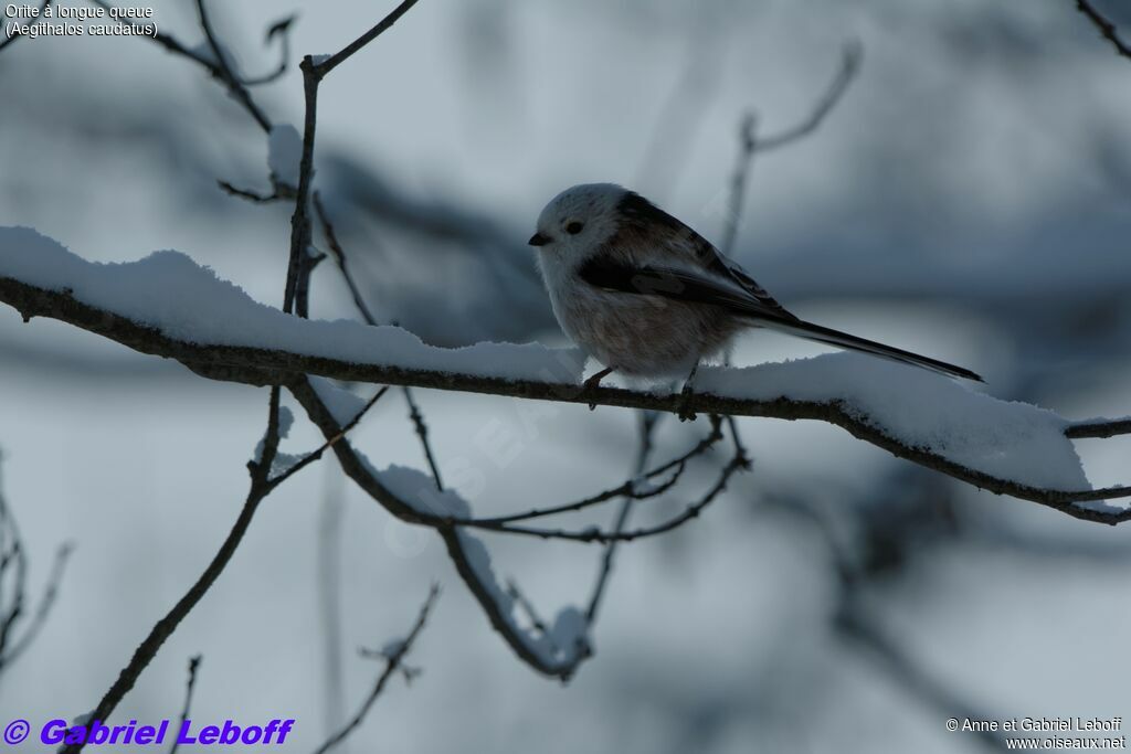 Long-tailed Tit