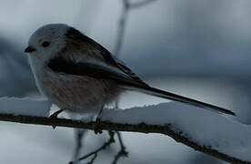 Long-tailed Tit