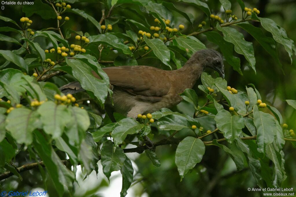 Chaco Chachalacaadult