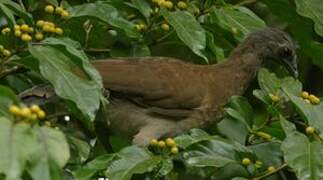 Chaco Chachalaca