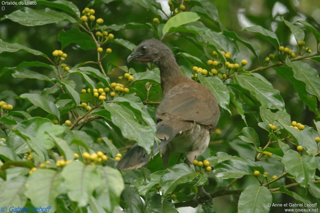 Chaco Chachalacaadult