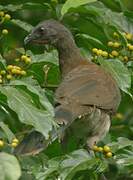 Chaco Chachalaca