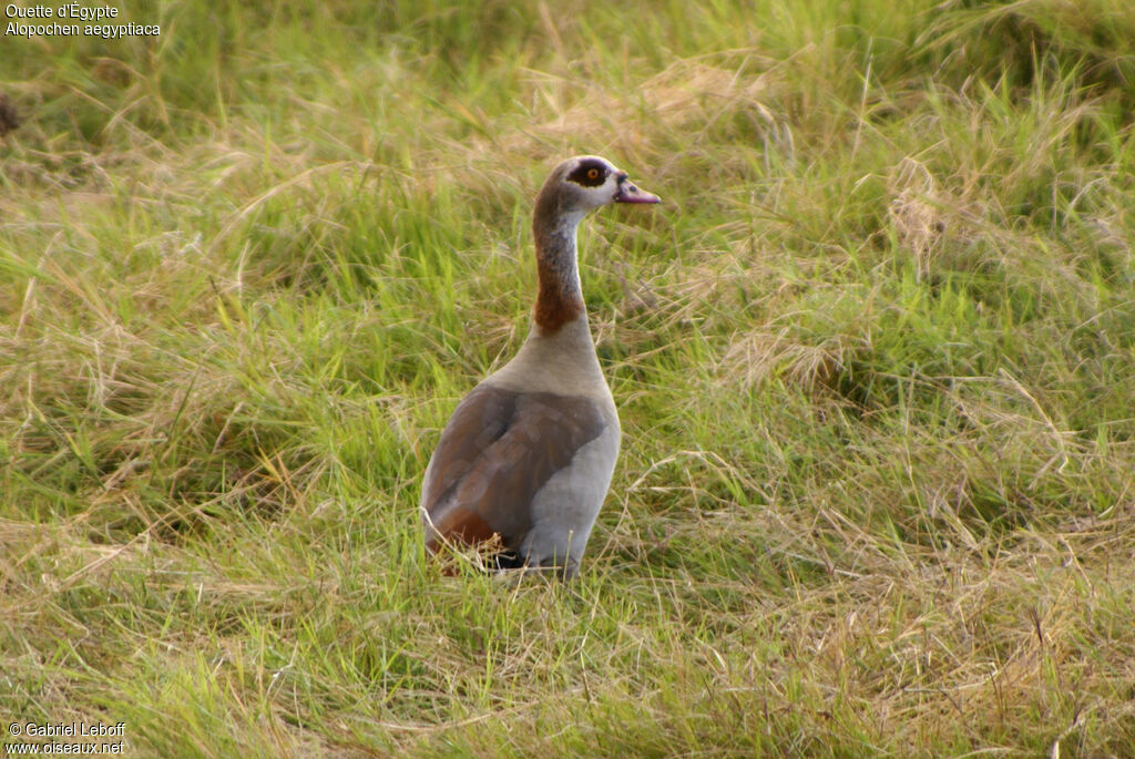 Egyptian Goose