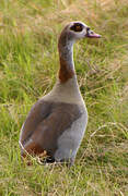 Egyptian Goose