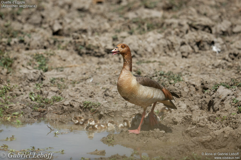 Egyptian Goose