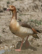 Egyptian Goose