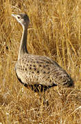 Black-bellied Bustard