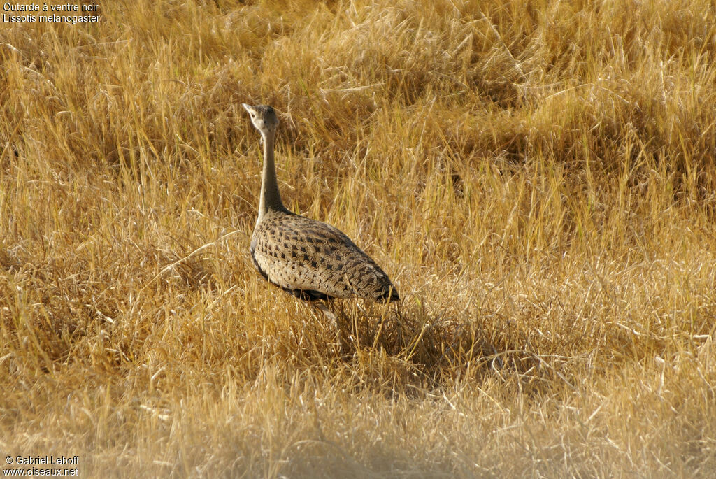 Black-bellied Bustard