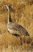 Black-bellied Bustard