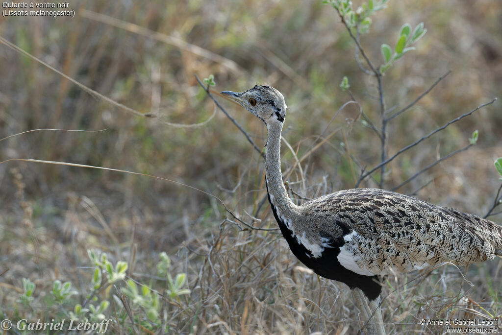 Black-bellied Bustard