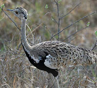 Black-bellied Bustard