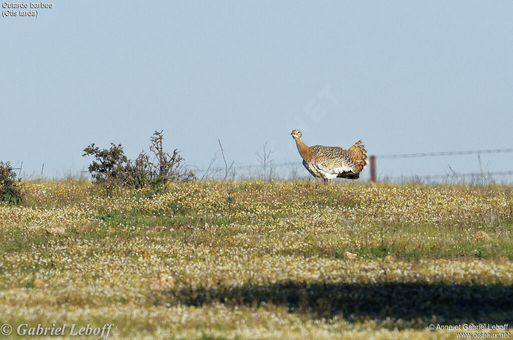 Great Bustard