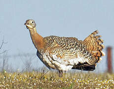 Great Bustard