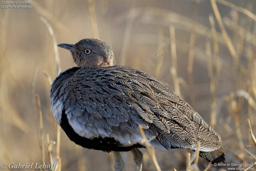 Buff-crested Bustard