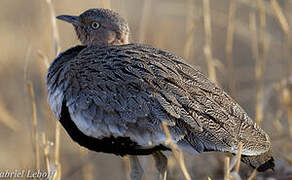 Buff-crested Bustard