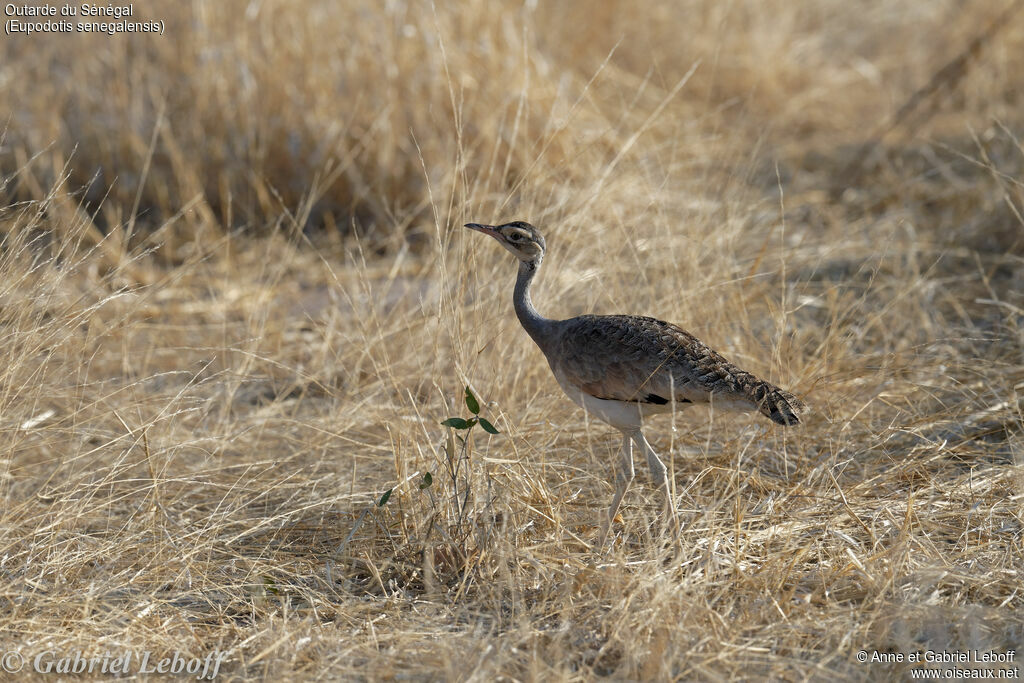 White-bellied Bustard