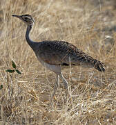 White-bellied Bustard