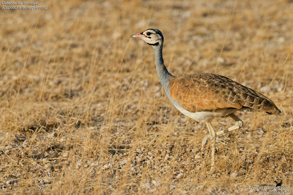 Outarde du Sénégal