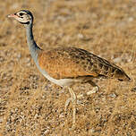 Outarde du Sénégal