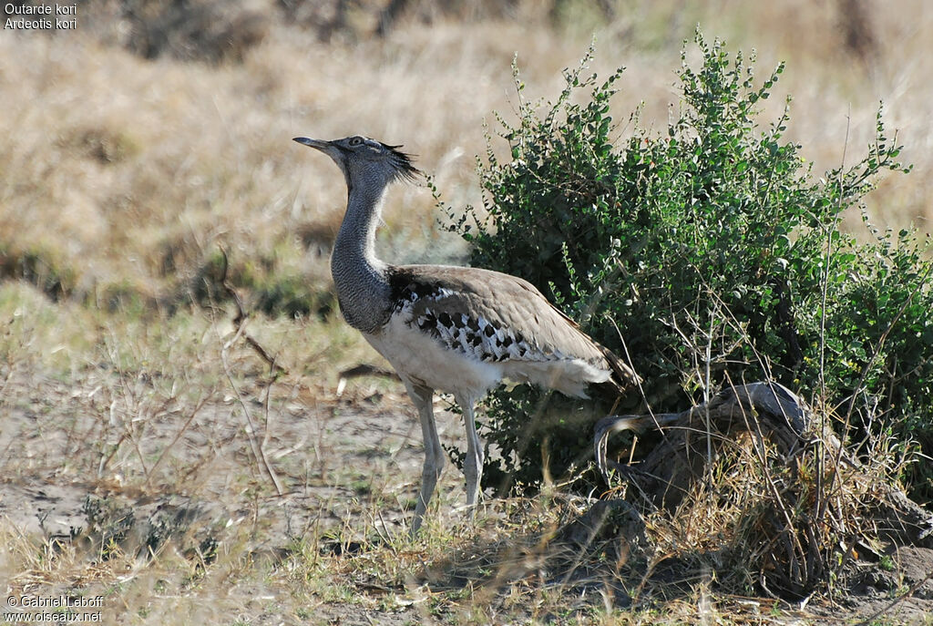 Kori Bustard