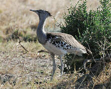 Kori Bustard