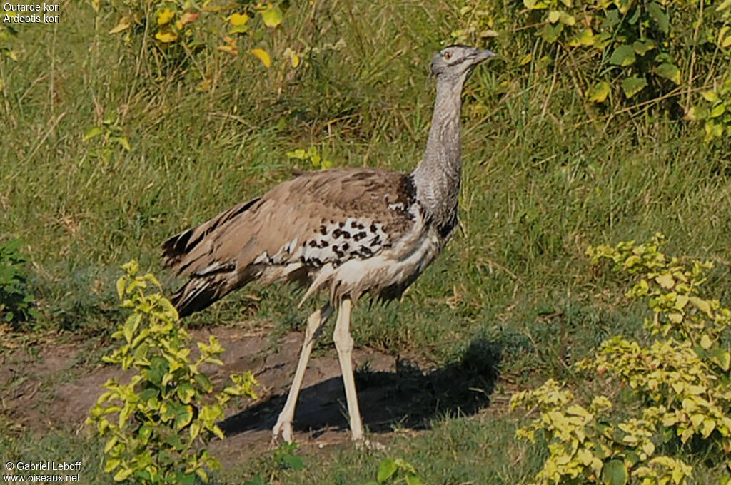 Kori Bustard