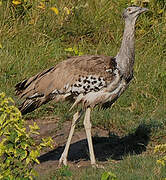 Kori Bustard