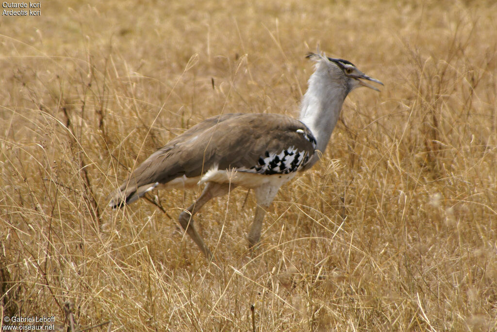 Kori Bustard