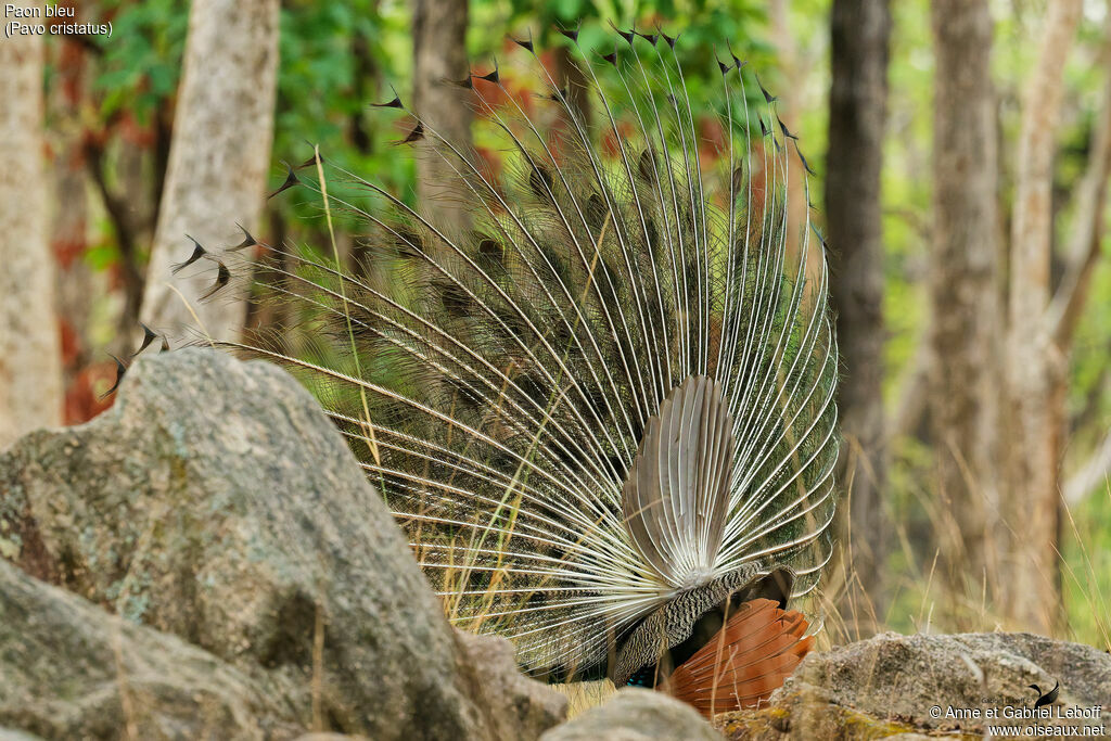 Paon bleu