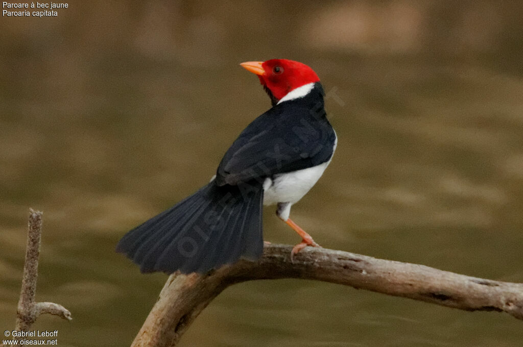 Yellow-billed Cardinal