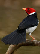 Yellow-billed Cardinal