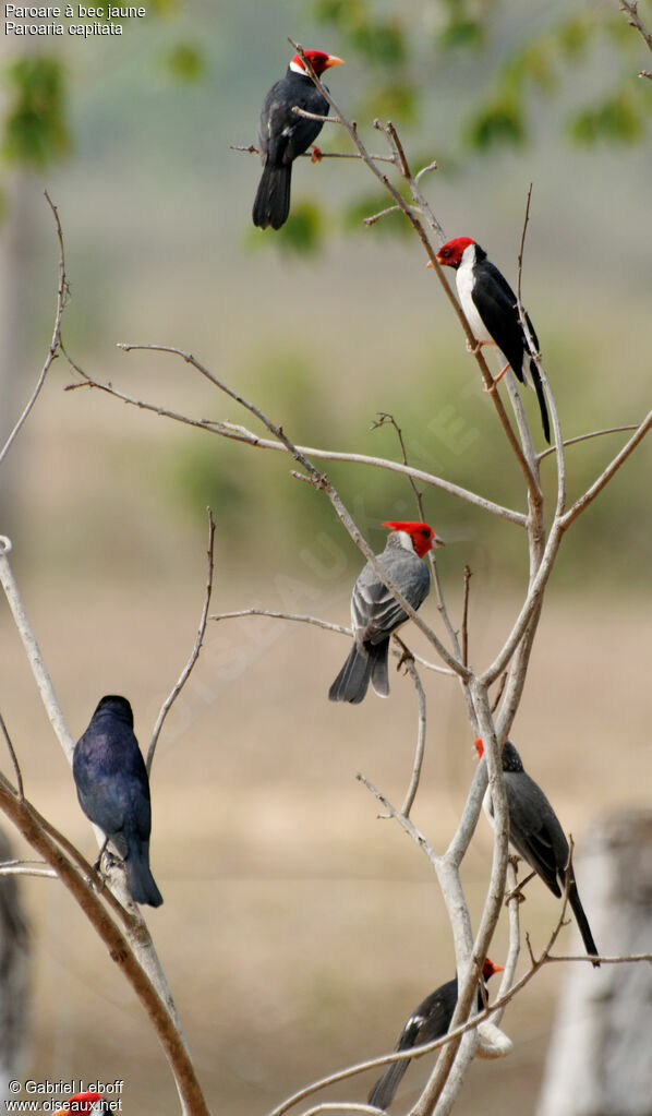 Yellow-billed Cardinal