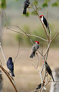 Yellow-billed Cardinal