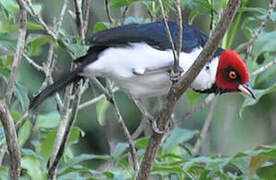 Red-capped Cardinal
