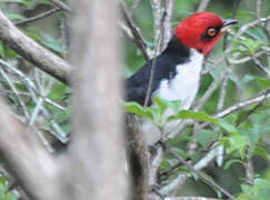 Red-capped Cardinal