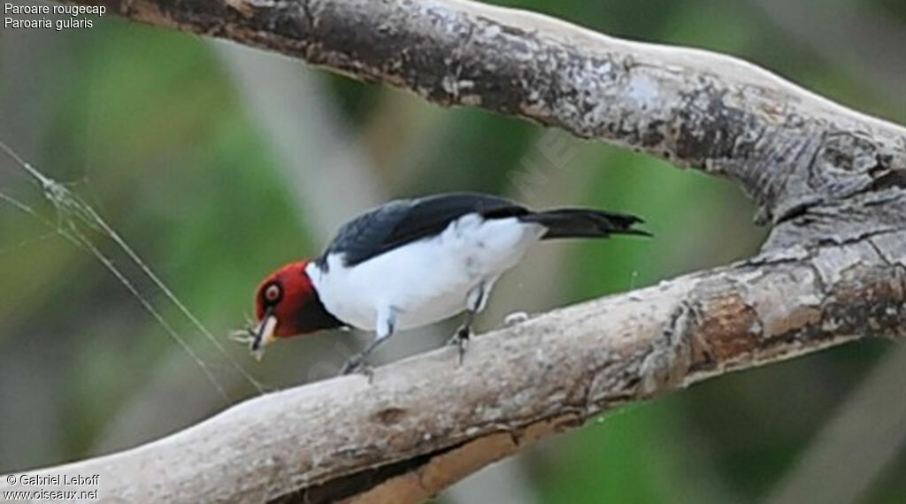 Red-capped Cardinal