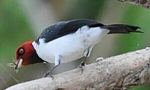 Red-capped Cardinal