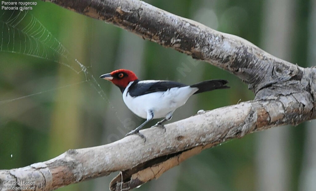 Red-capped Cardinal