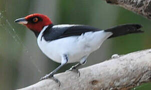 Red-capped Cardinal