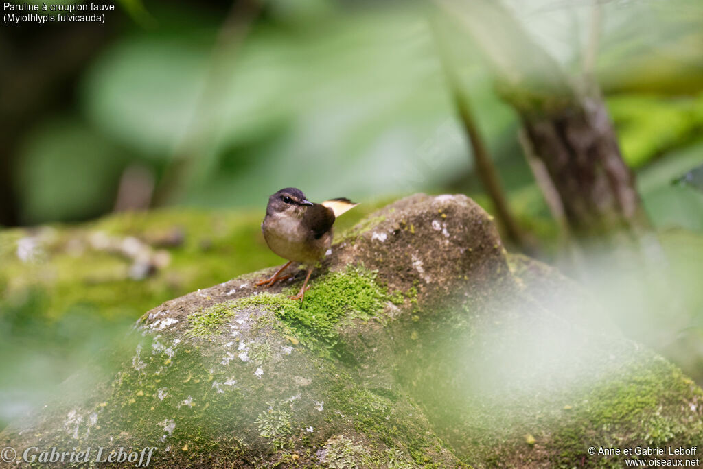 Buff-rumped Warbler