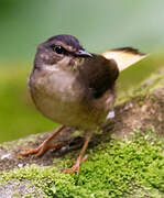 Buff-rumped Warbler